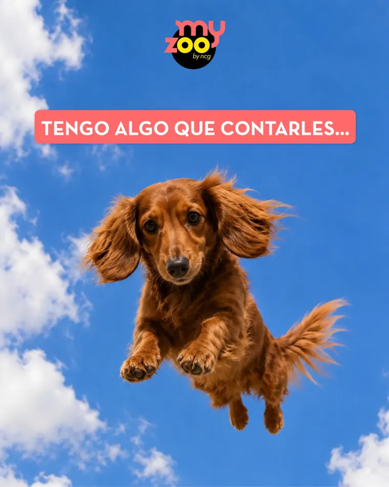 Contenido con IA para una marca de mascotas